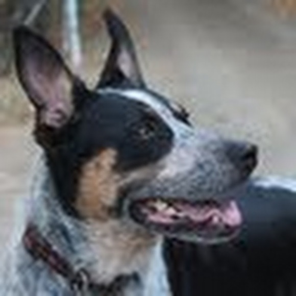 Meet your Posher, Lex - Picture 5 of 6